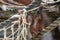 Stare of an orangutan baby, hanging on thick rope. A little great ape is going to be an alpha male. Human like monkey cub in