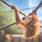 Stare of an orangutan baby, hanging on thick rope. A little great ape is going to be an alpha male. Human like monkey cub in