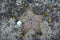 Starfish in aquarium. (Pentaceraster alveolatus)