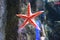 Starfish Asteroidea in an aquarium