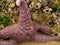 Starfish Attached to Rocks