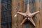 Starfish background with sea star and blue net on weathered timber planks, design and decoration