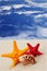 Starfish on the beach