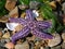 Starfish on the beach.