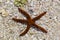 Starfish on the beach Macro