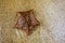 Starfish on the beach, Madagascar