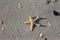 Starfish beach sand travel holiday family experience