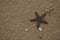 Starfish on beach sand, wildlife. Wallpaper, copy space