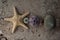 Starfish Beach Stones and Seashell Composition