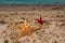 Starfish big and small on sand