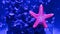 Starfish on blue aquarium background
