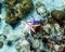 Starfish blue pink color on hand in andaman sea ,small animal fr