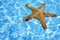 Starfish in Blue Water