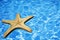 Starfish in Blue Water