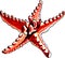 Starfish brown-red color. JPEG illustration marine animals.