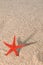 Starfish casting long shadow on golden sand