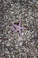Starfish caught in Yokosuka City, Kanagawa, Japan