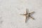Starfish on cement near the sea