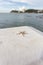 Starfish on cement near the sea