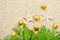 Starfish with Christmas balls and fir tree on the sand