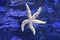 Starfish in clear water. Inhabitants of the Earth