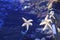 Starfish in clear water. Inhabitants of the Earth