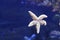 Starfish in clear water. Inhabitants of the Earth