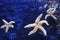 Starfish in clear water. Inhabitants of the Earth
