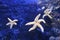 Starfish in clear water. Inhabitants of the Earth