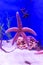 Starfish clinging to aquarium glass.