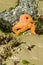 Starfish clinging to rocks on the beach