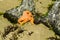 Starfish clinging to rocks on the beach