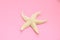 Starfish close-up on a pink background, inhabitants of the sea, the concept of rest in tropical countries, travel