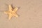 Starfish close-up in a sand