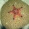 Starfish on coral