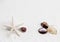 Starfish, cowrie and conch on the white sand background