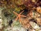 Starfish deep into the coral reef