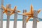 Starfish drying on fence