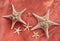 Starfish family