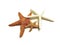 Starfish Family. Photo image