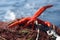 Starfish, fishing net, sea, five arms