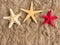 Starfish on flax background with space for text, banner or advertisement