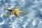 Starfish floating on clear blue water