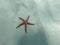 starfish floating in crystal clear waters of a Majorca