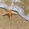 Starfish in the foam of the surf on the shore