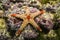 A starfish Fromia monilis Elegant sea star