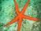 A starfish glowing in the Mediterranean Sea