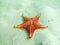 Starfish in Grand Cayman