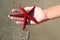 Starfish in Hand