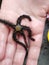 Starfish in hand close up Irish sea